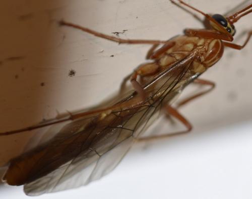 Réf. 220 243 : Ophion obscuratus